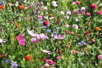 Field flowers at La Mouline