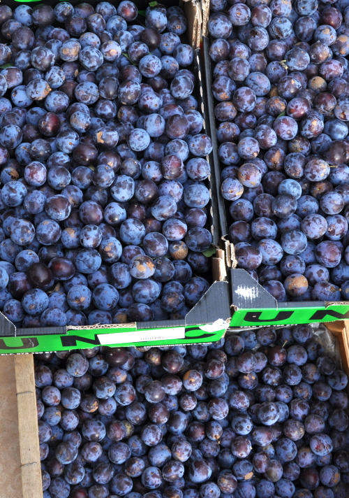Plums for break time